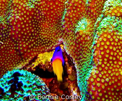 Fairy Basslet seen in Grand Cayman August 2008.  Photo ta... by Bonnie Conley 